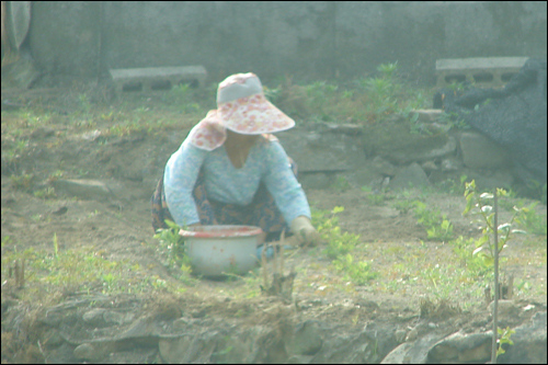 질긴 생명력의 잡초는 시도 때도 올라온다. 지겨운 풀이 사람을 이기려한다. 